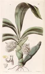 Eria spicata